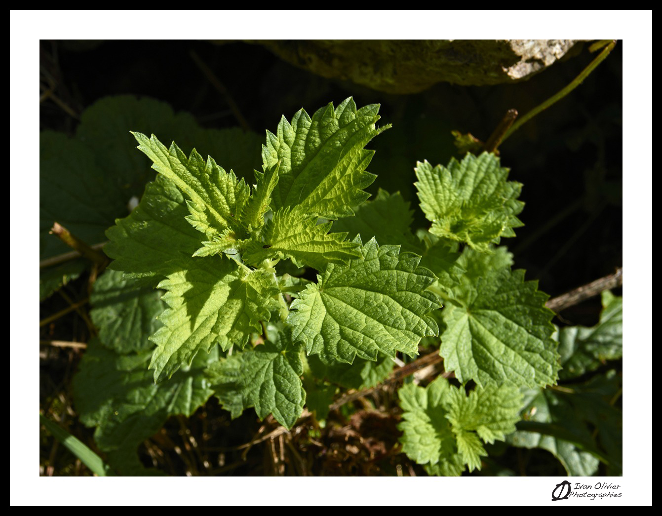 France - ortie 1 Ivan Olivier Photographies©(2016)
