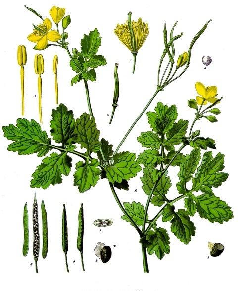 Chelidonium_majus_-_Köhler–s_Medizinal-Pflanzen-033