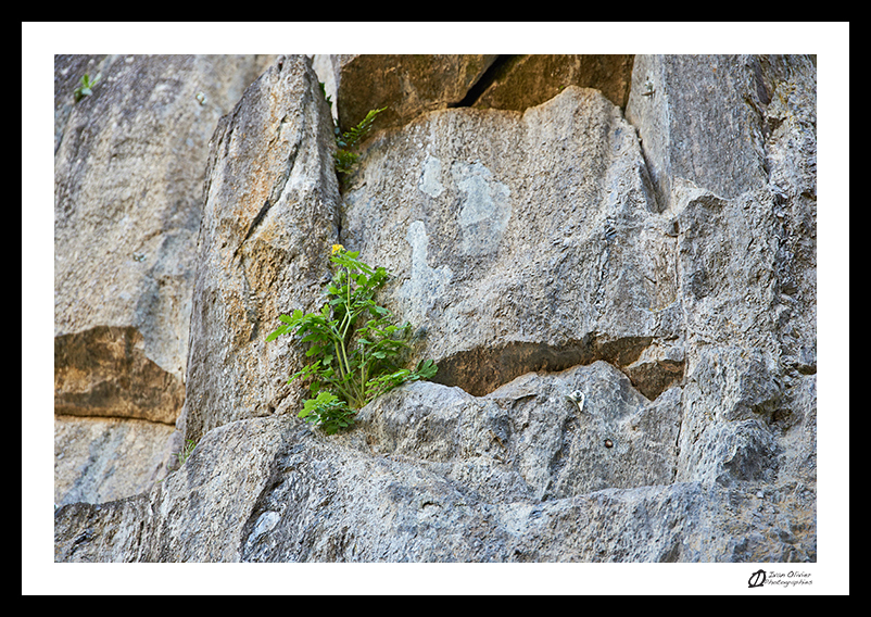 Chélidoine © Ivan Olivier Photographie (9)