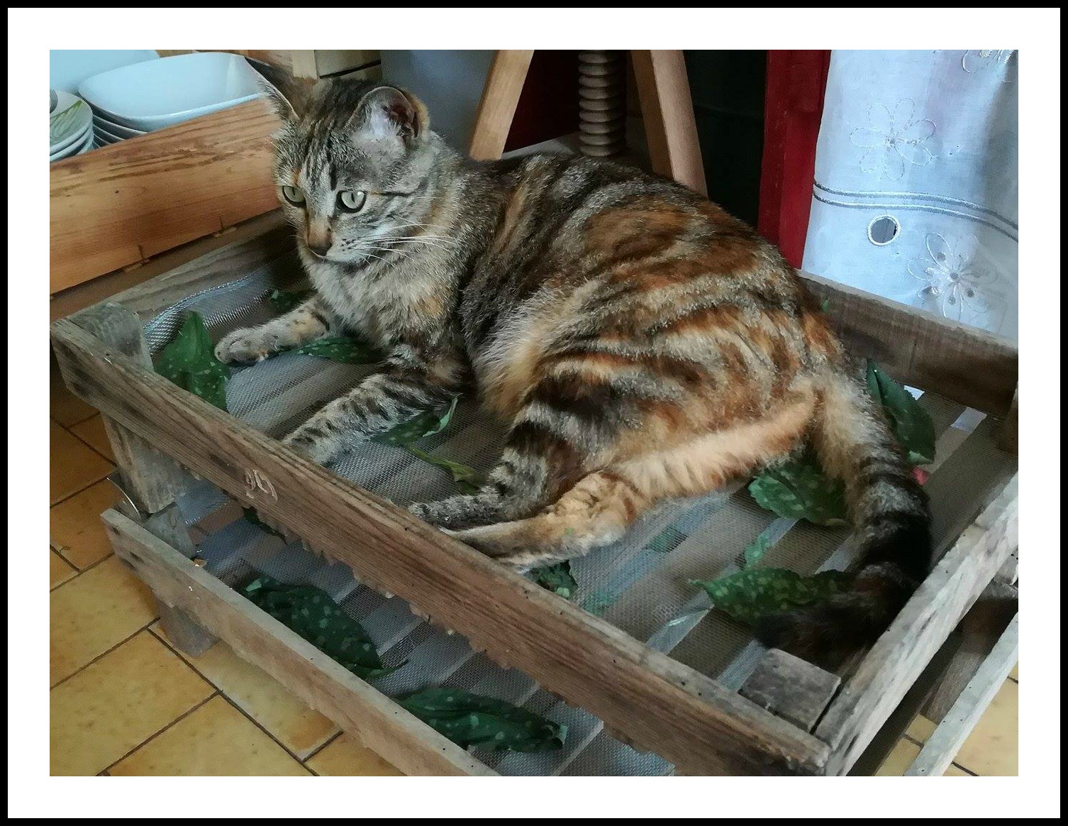 GC - Pulmonaria officinalis séchage