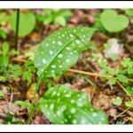 Pulmonaire © Ivan Olivier Photographie (1)