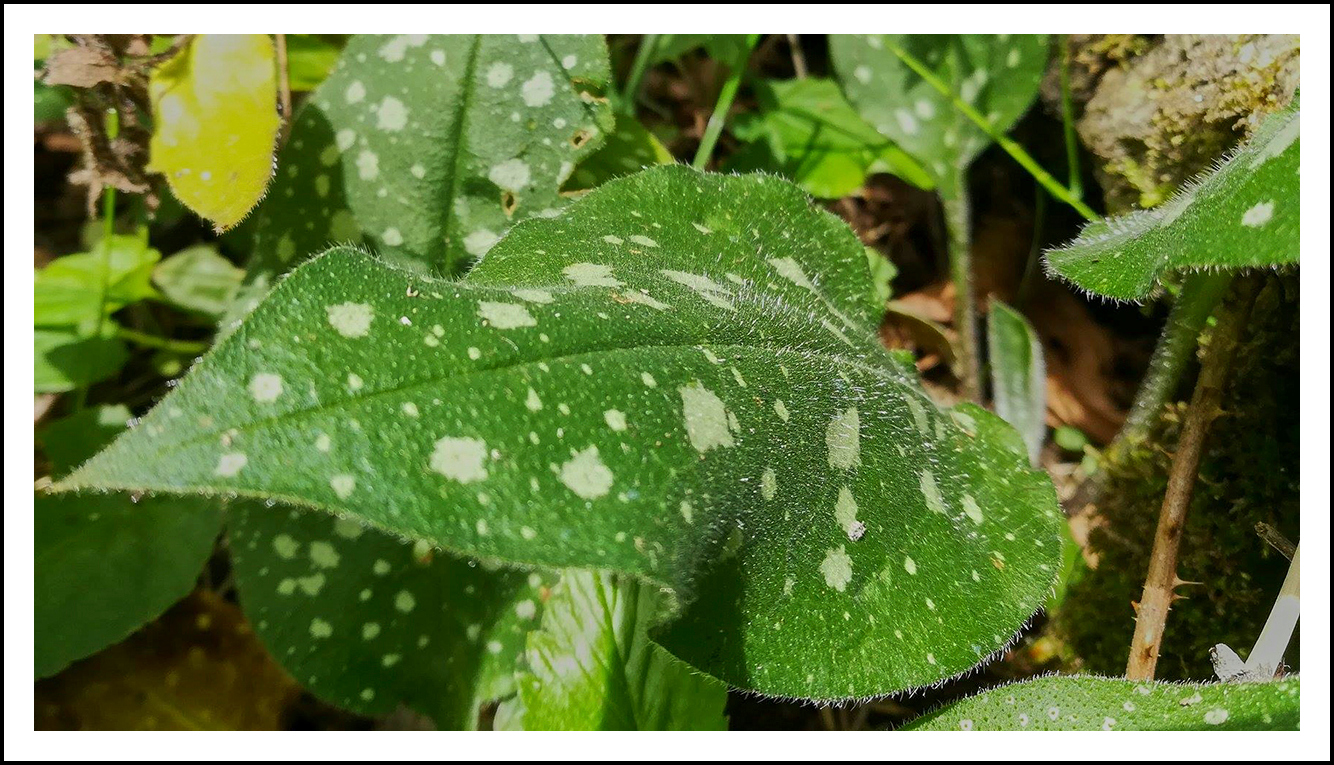 Pulmonaire © Ivan Olivier Photographie (3)