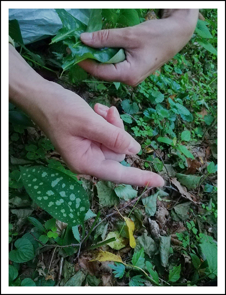 Pulmonaire © Ivan Olivier Photographie (4)