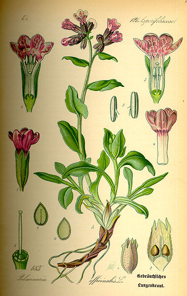 Pulmonaria officinalis planche