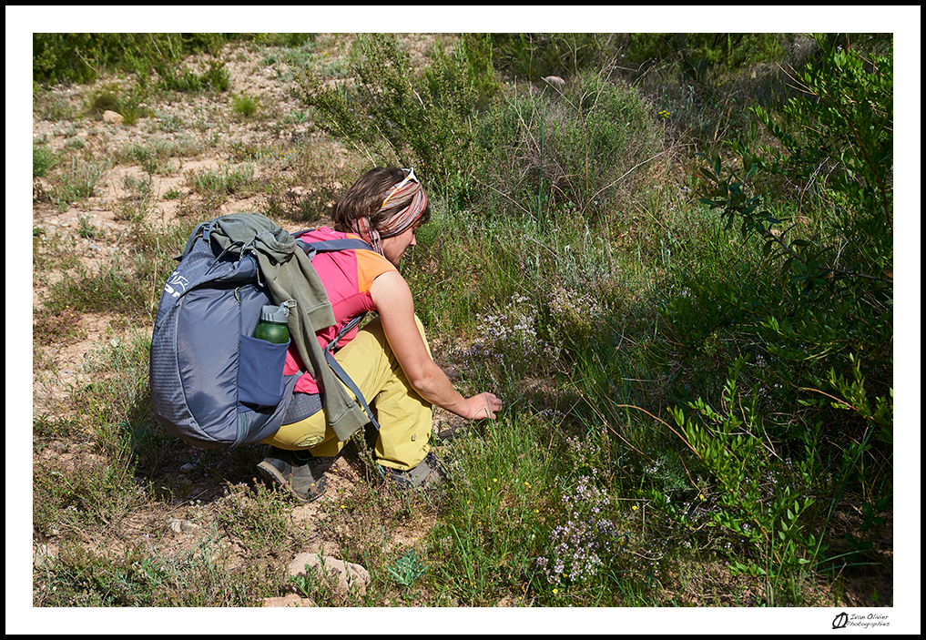 Cueillette de Thym - Vermell de Xincarro