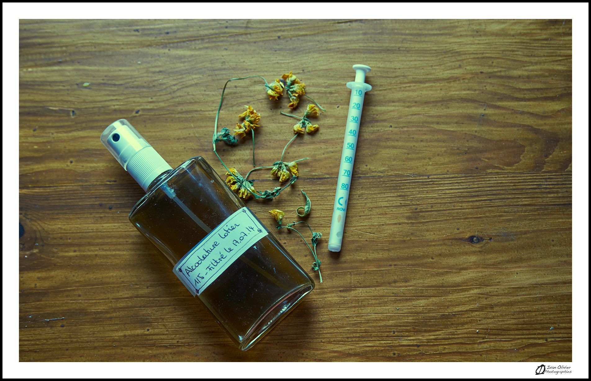 GC - escalade medicinale - cueillette - lotier corniculé lotus corniculatus - ivan olivier photographies (1)