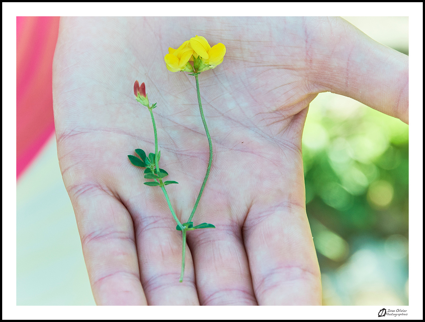 GC - escalade medicinale - cueillette - lotier corniculé lotus corniculatus - ivan olivier photographies (11)