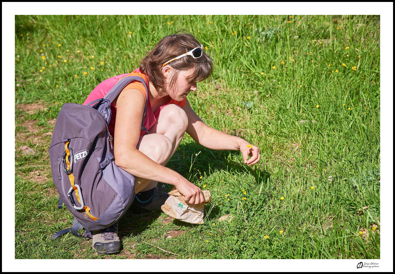 GC - escalade medicinale - cueillette - lotier corniculé lotus corniculatus - ivan olivier photographies (12)
