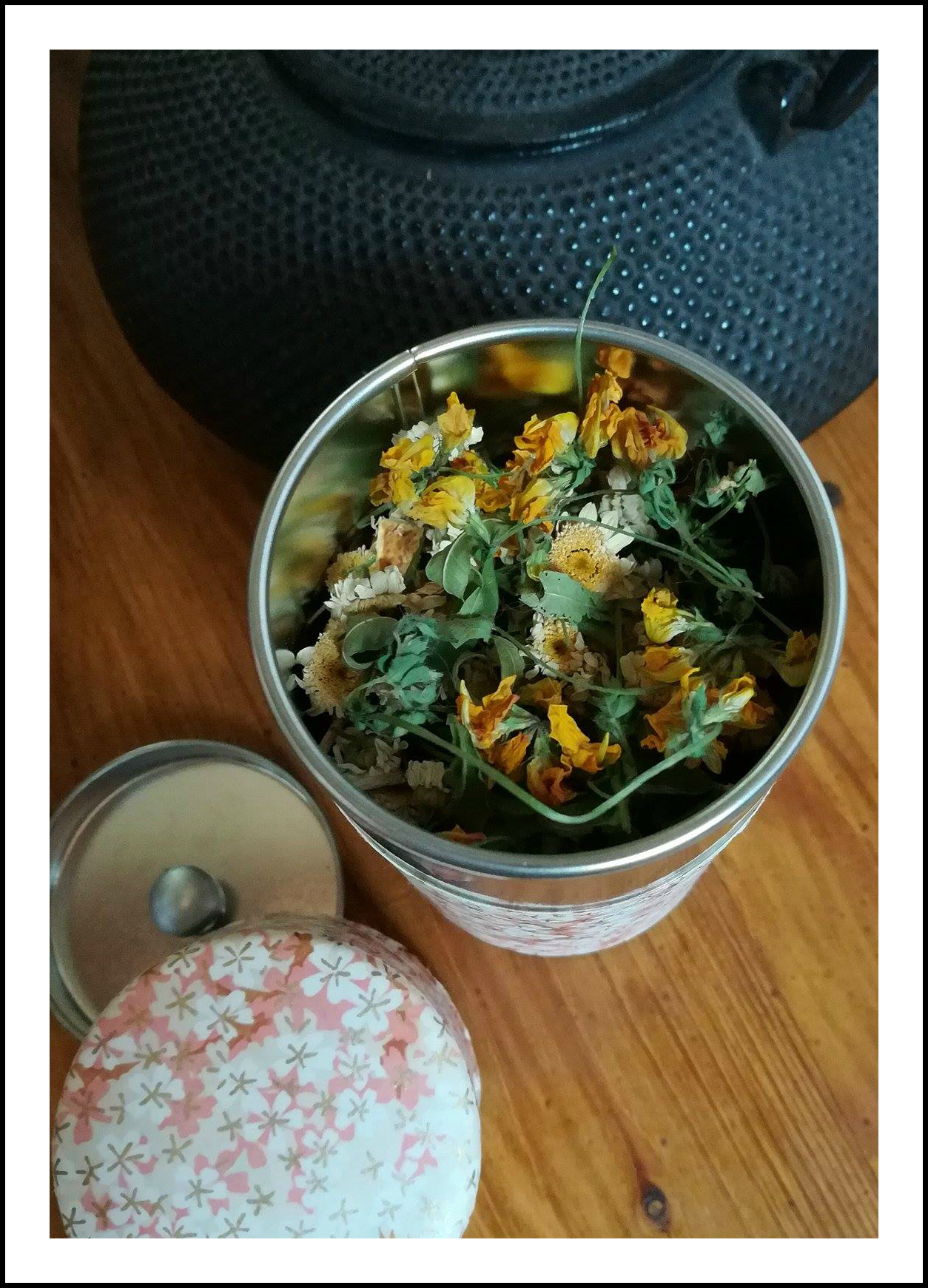 GC - escalade medicinale - cueillette - lotier corniculé lotus corniculatus - ivan olivier photographies (6)