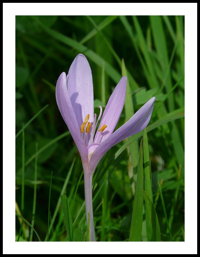 GC - Pixabay Colchicum autumnale