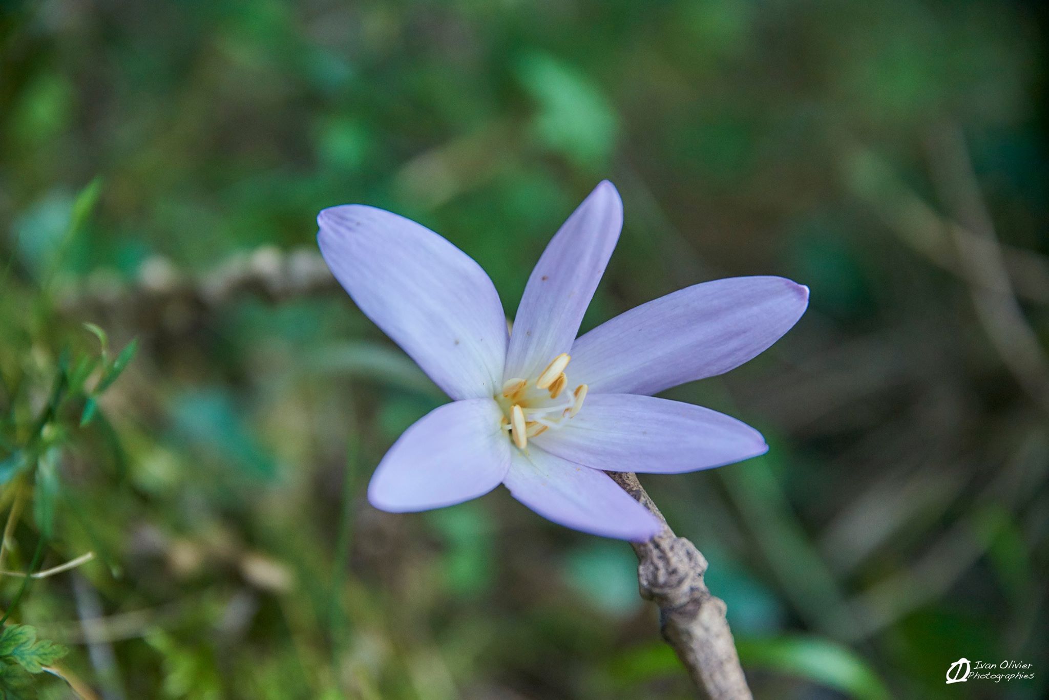 GC - cueillette au pied des voies - colchique - 2018 (1)