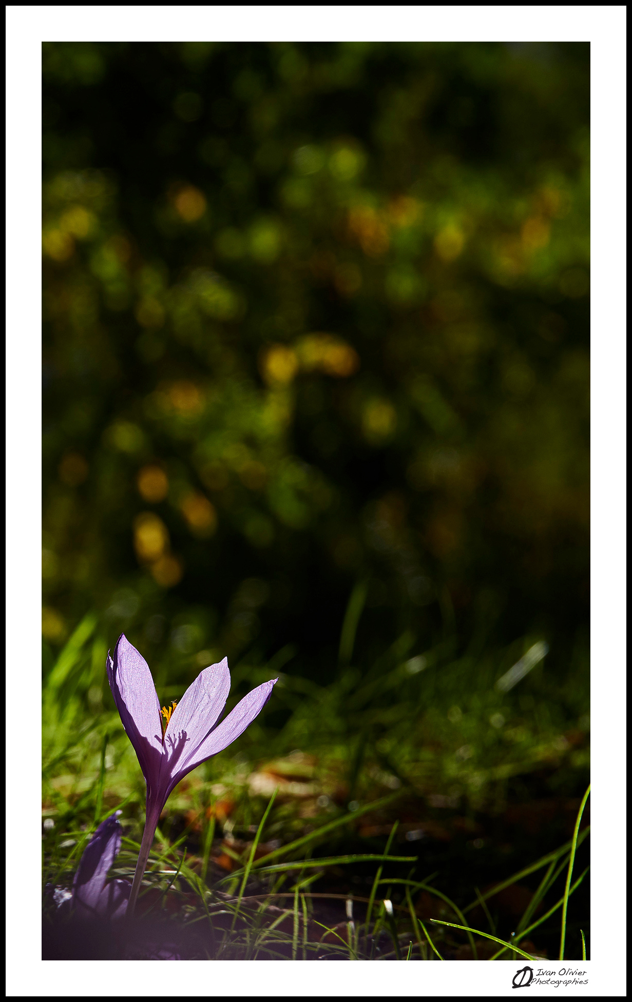 GC-cueillette au pied des voies-colchique d'automne-ivan olivier photographies (5)