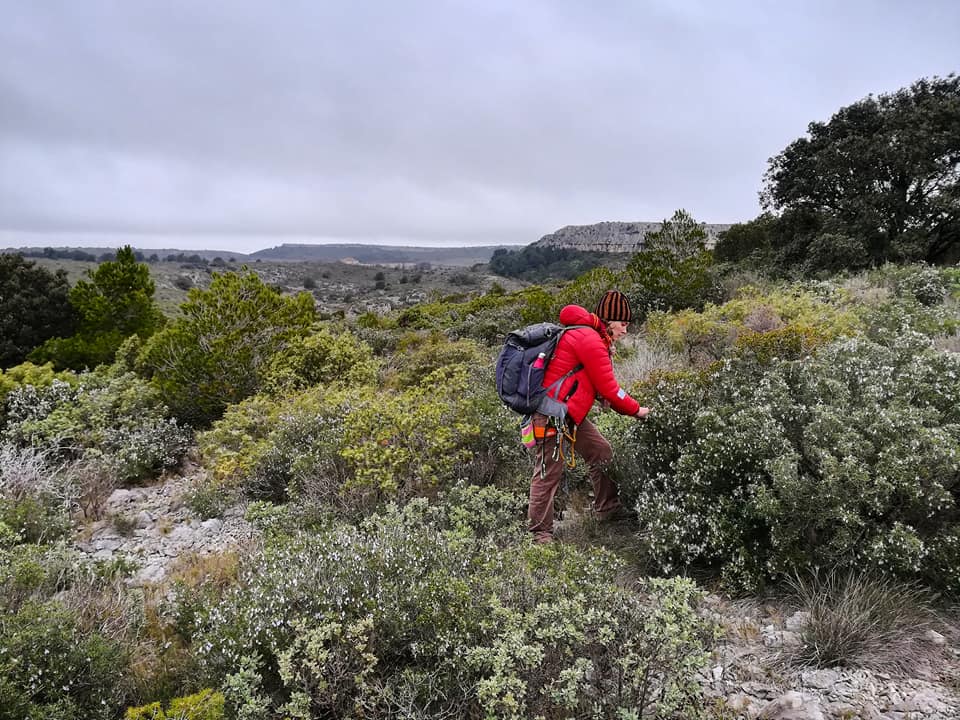 GC - fiche cueillette - plante médicinale - romarin (1)