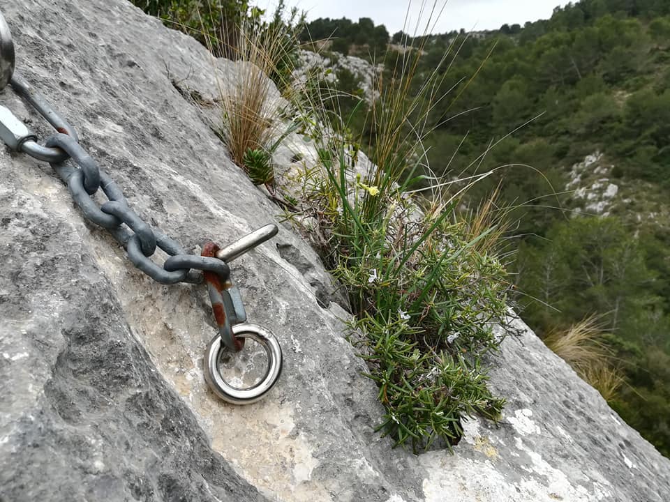 GC - fiche cueillette - plante médicinale - romarin (2)