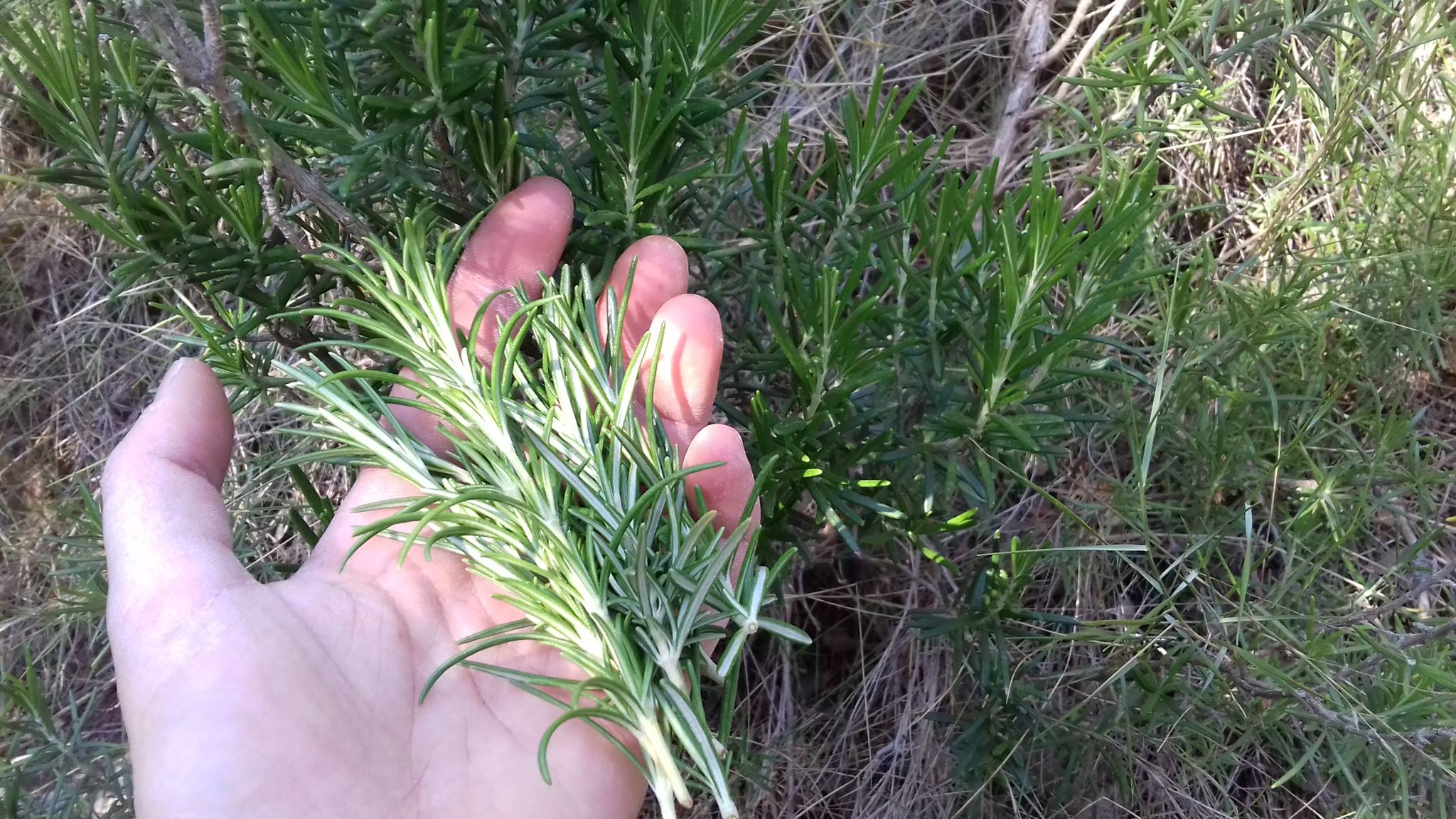 GC - fiche cueillette - plante médicinale - romarin (3)