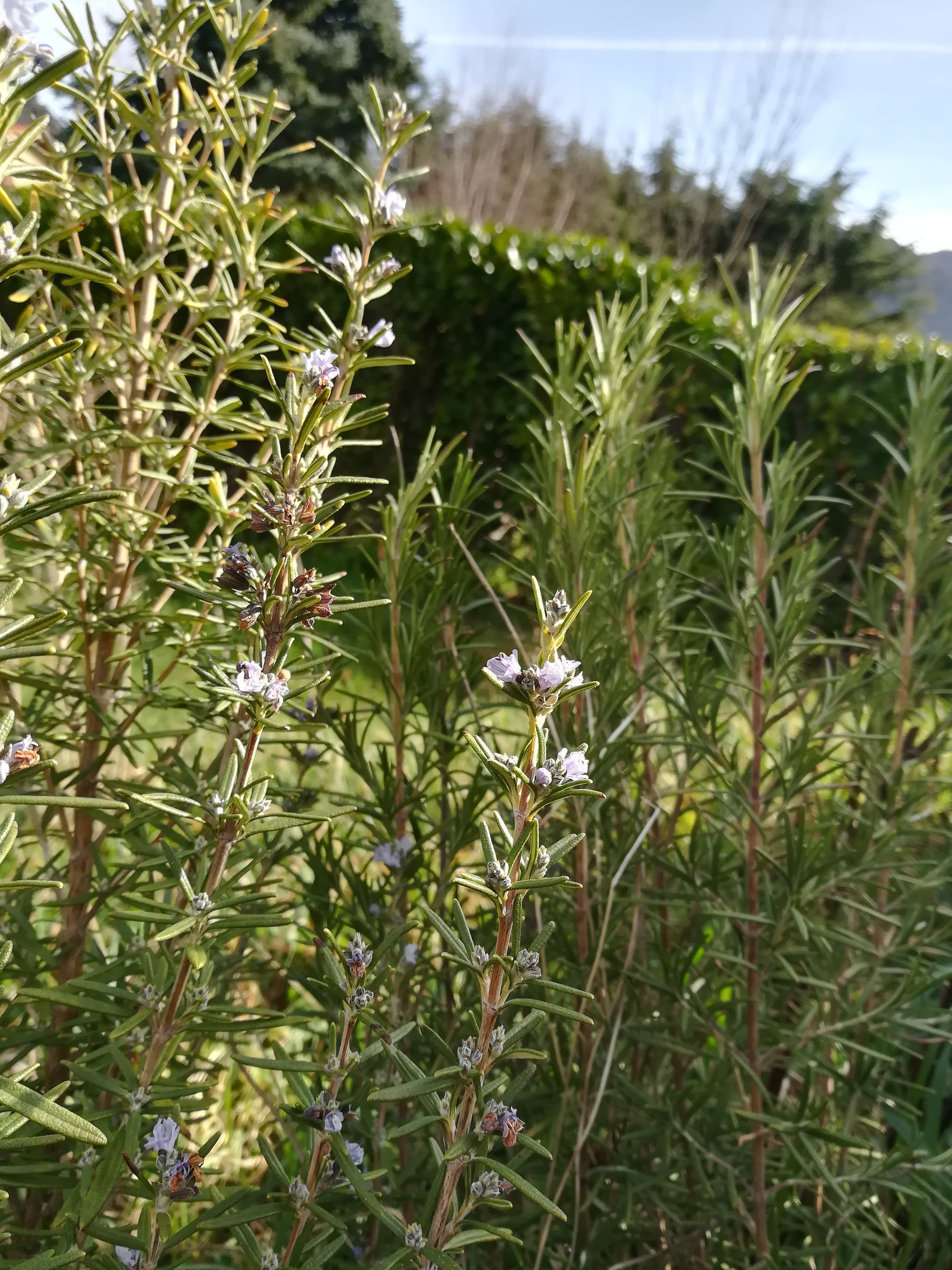 GC - fiche cueillette - plante médicinale - romarin (4)