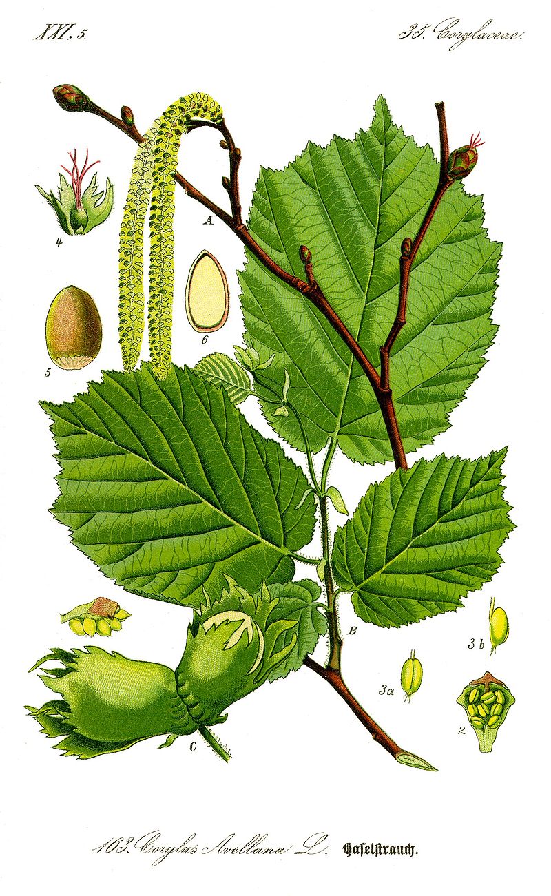 GC - Corylus avellana - Otto Wilhelm Thomé Flora von Deutschland, Österreich und der Schweiz 1885
