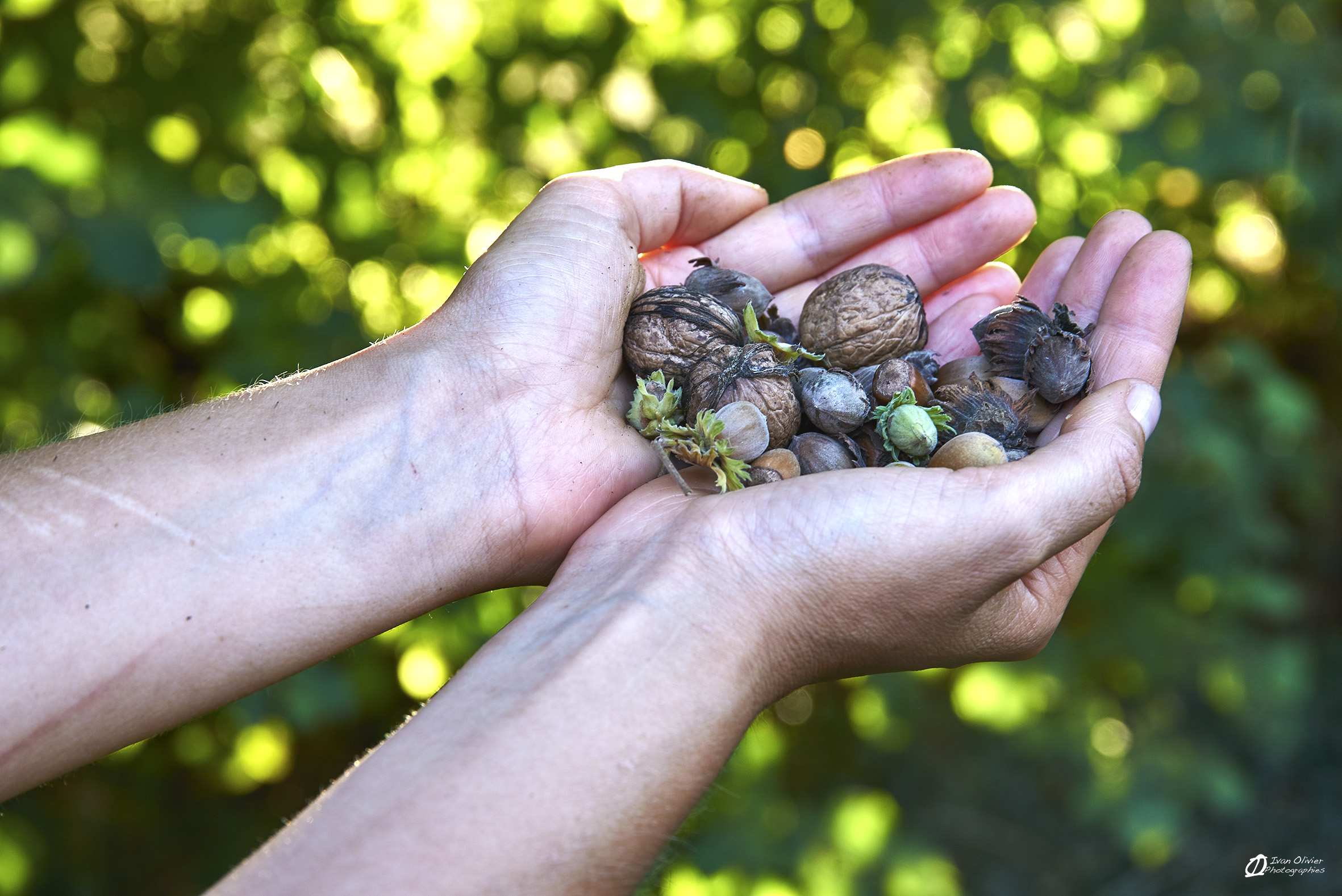 GC-Noisetier - Ivan Olivier Photographies© Ariège (16)
