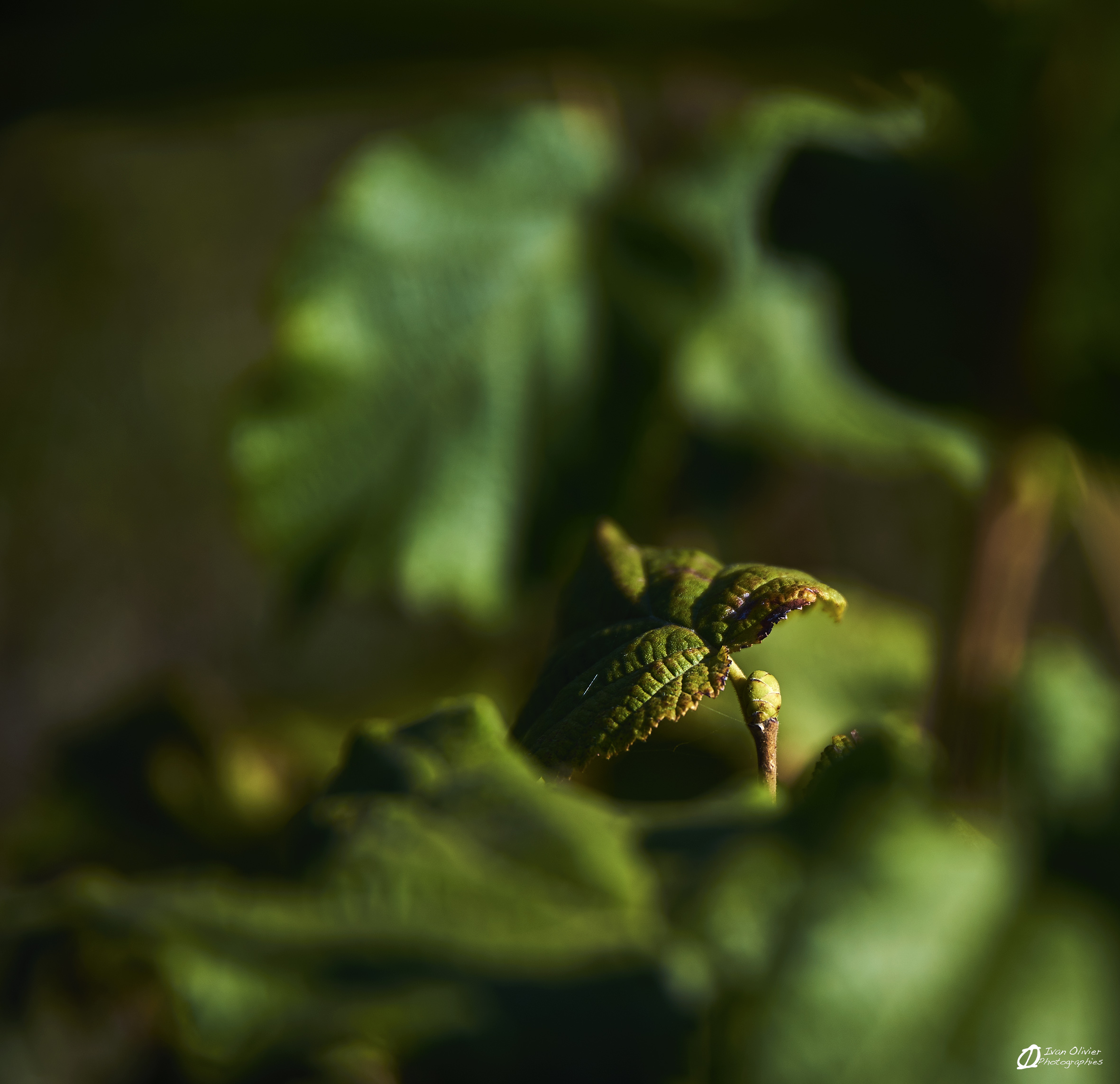 GC-Noisetier - Ivan Olivier Photographies© Ariège (7)