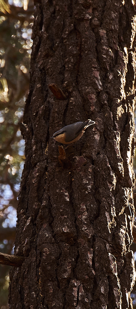 Sitelle Torchepot - Sitta europaea