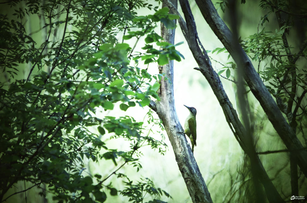 Pic-Vert, Picus veridis - Ariège, 2020