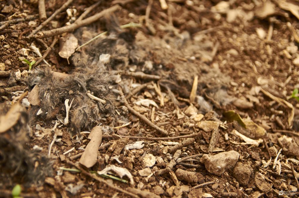 Les pelotes trouvées au pied du second secteur...Il se pourrait qu'un couple de Chouettes soit dans les parages...à vérifier! 