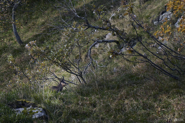 Chamois au matin dans la Martinswand