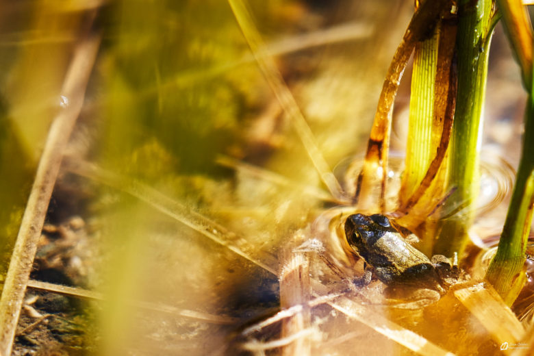 Alpe d'Huez© IVAN OLIVIER PHOTOGRAPHIES - Alpe d'Huez 38750 (7)