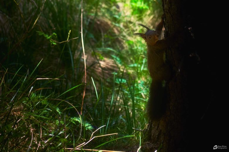Ecureuil roux sur la rive droite du lac - mai 2023