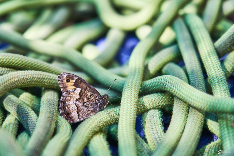 GC- Falaise de Perles, Catalogne, province de Llieda, juillet 2023 © Ivan Olivier Photographie (11)