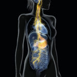 Prenez soin de votre nerf vague avec l'ostéopathie, les massages et l'herboristerie